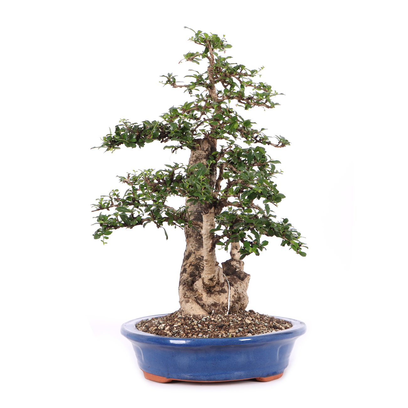 Carmona microphylla
