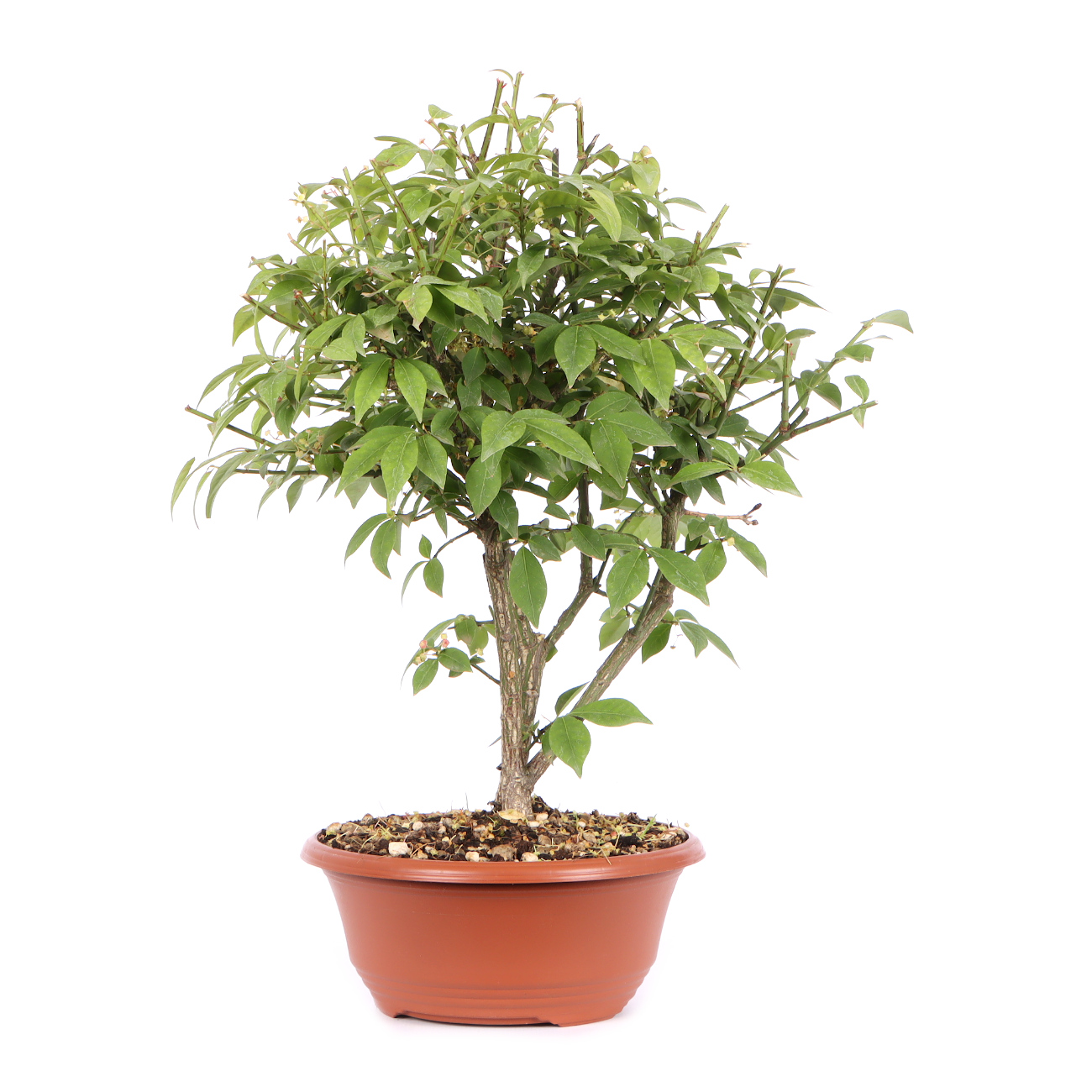 Seitenansicht rechts