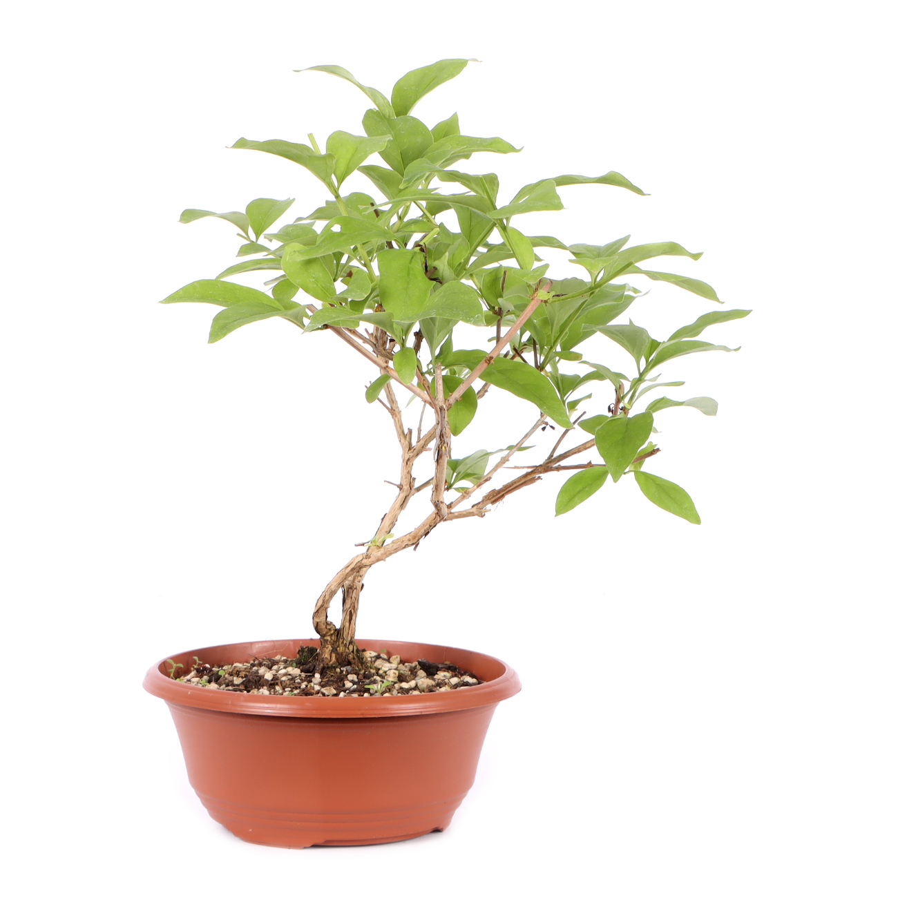 Seitenansicht rechts