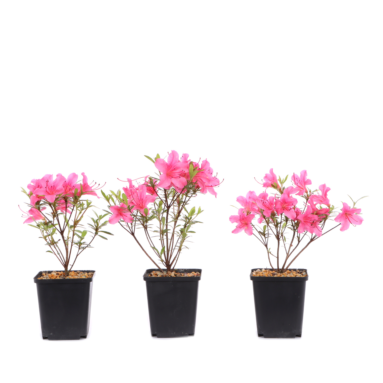 Rhododendron indicum 'Daiseiko'
