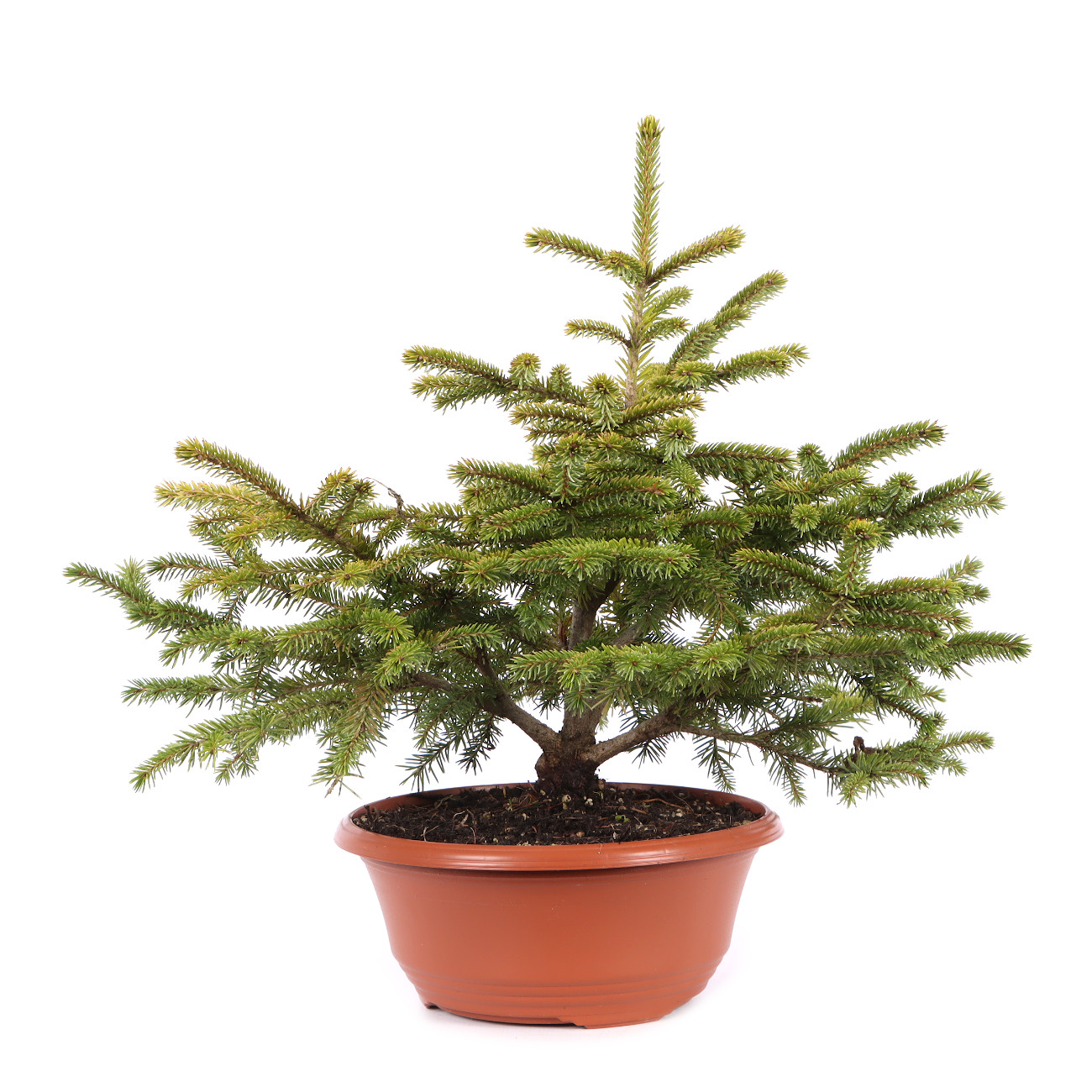 Picea orientalis