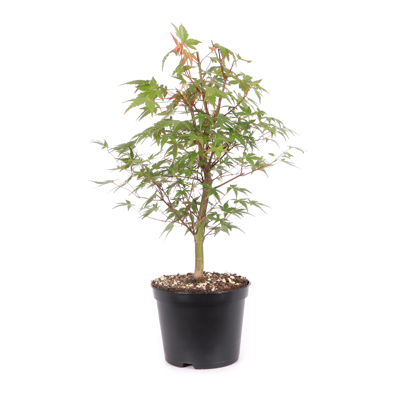 Acer palmatum