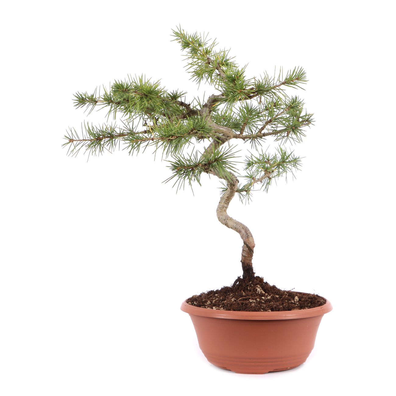 Cedrus atlantica