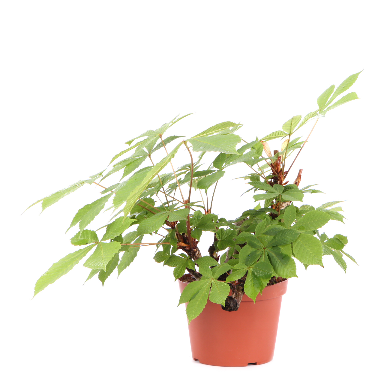 Seitenansicht rechts