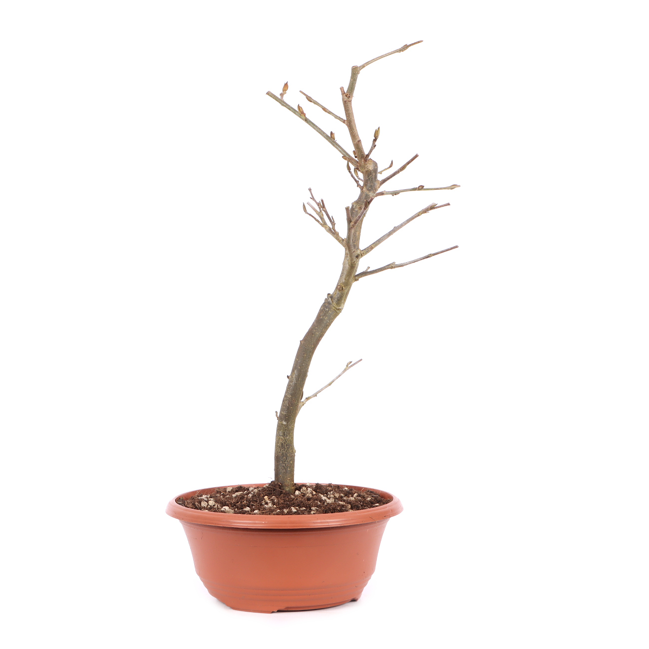 Parrotia persica 'Bella'
