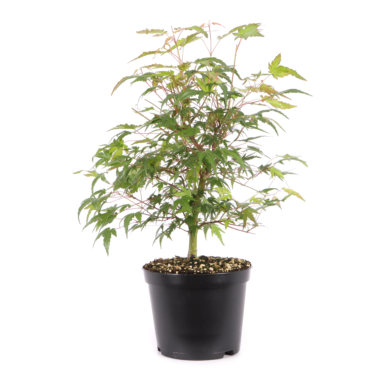 Acer palmatum