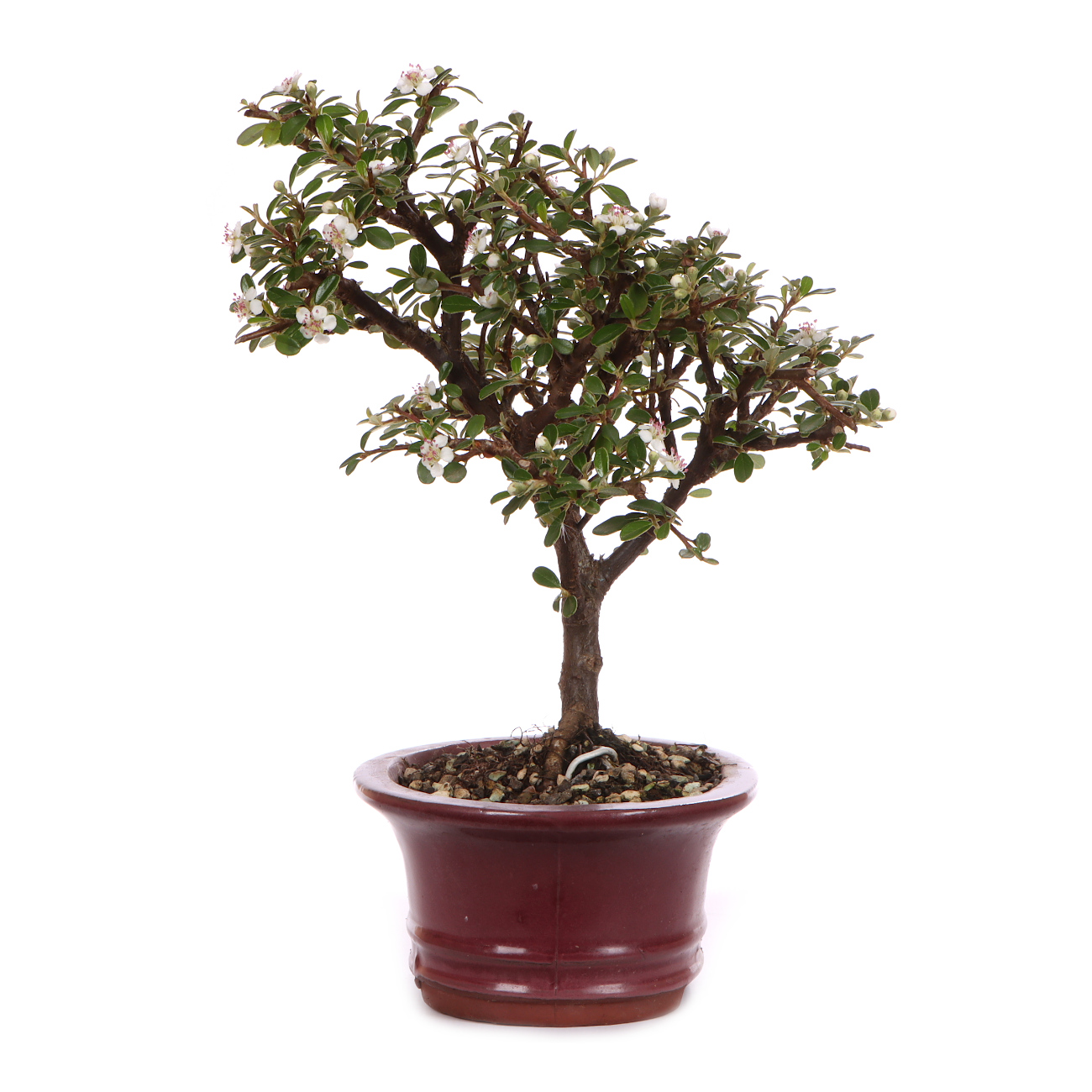 Seitenansicht rechts