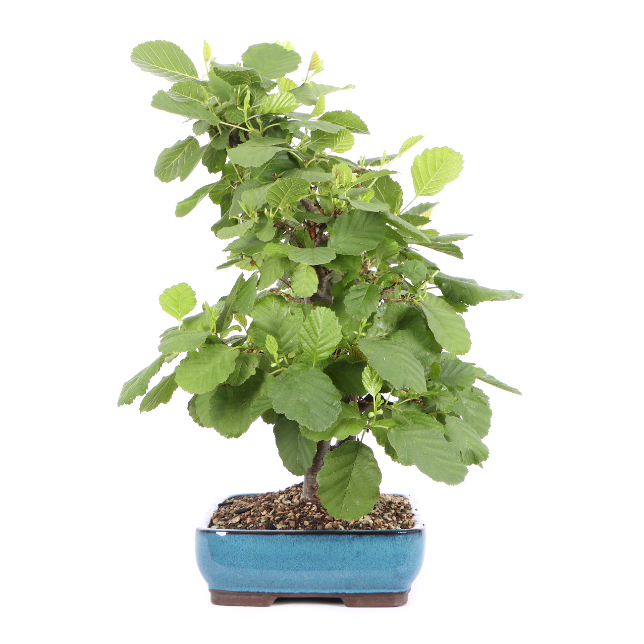 Seitenansicht rechts