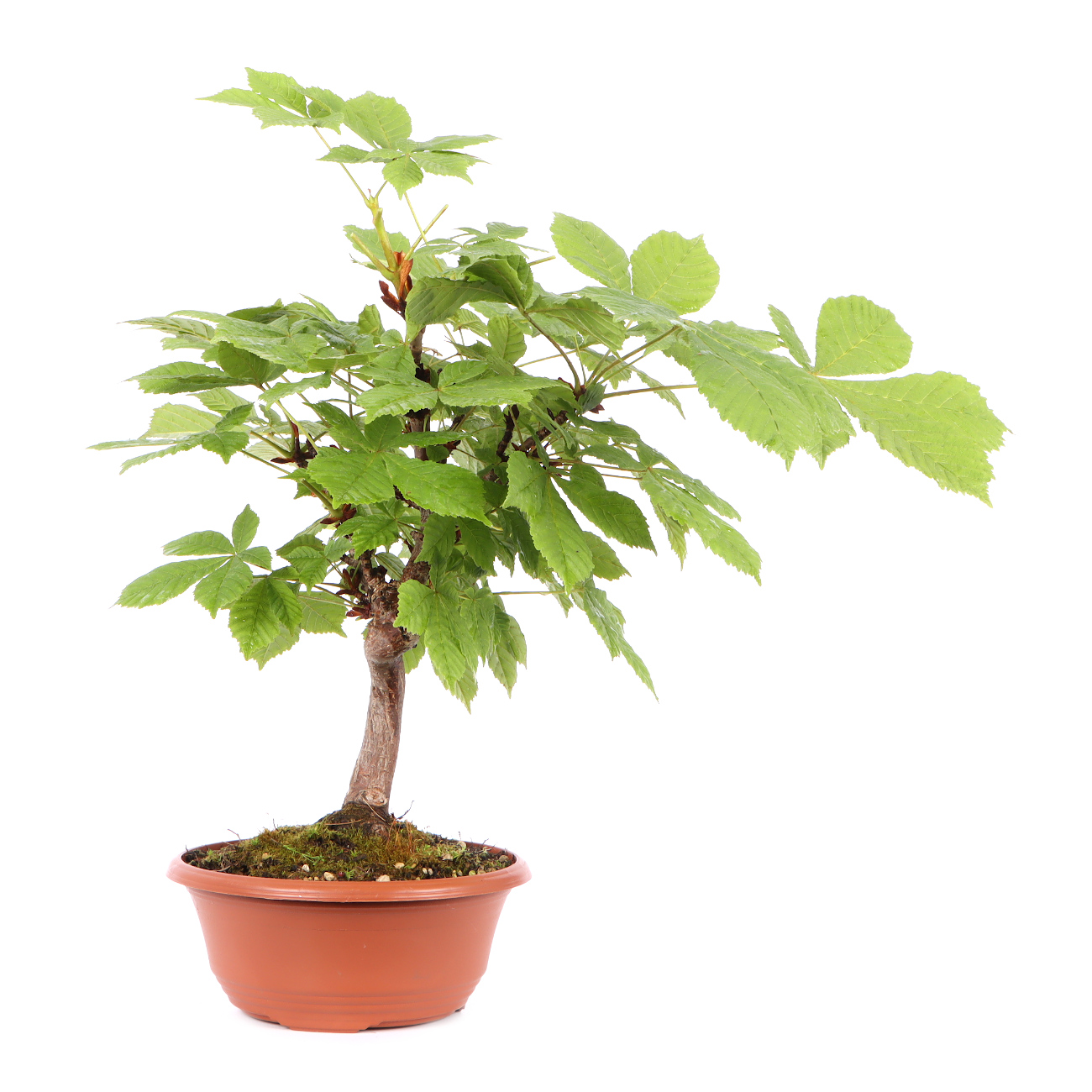 Seitenansicht rechts