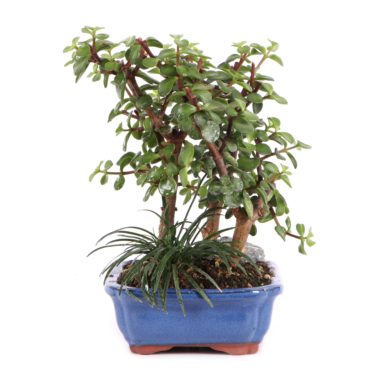 Portulacaria afra
