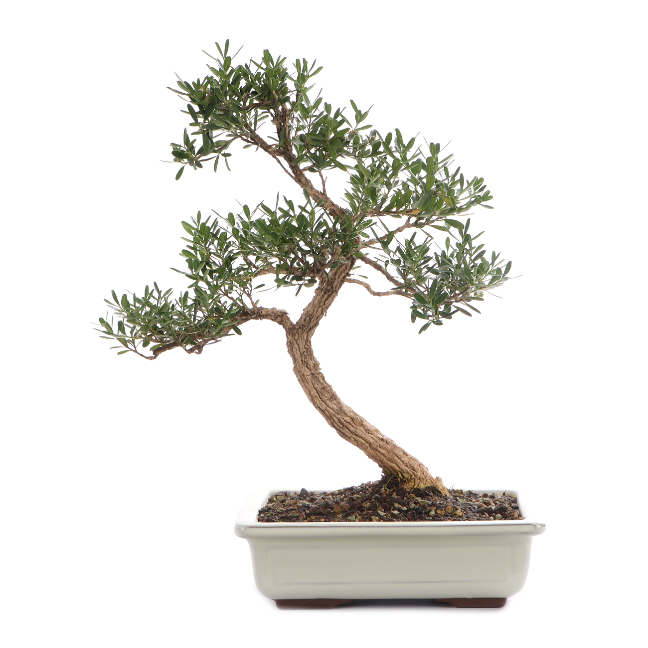 Buxus sinica var. sinica