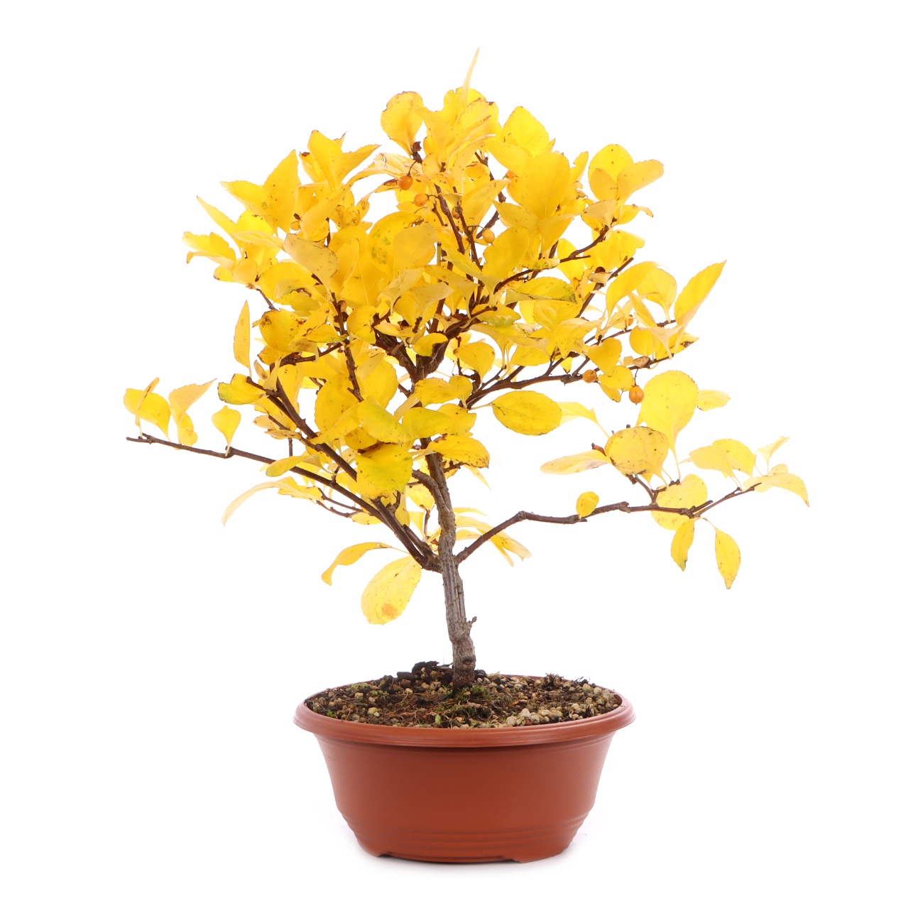 Seitenansicht rechts