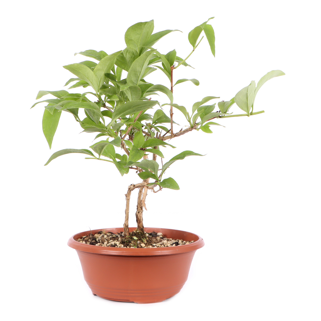 Seitenansicht rechts