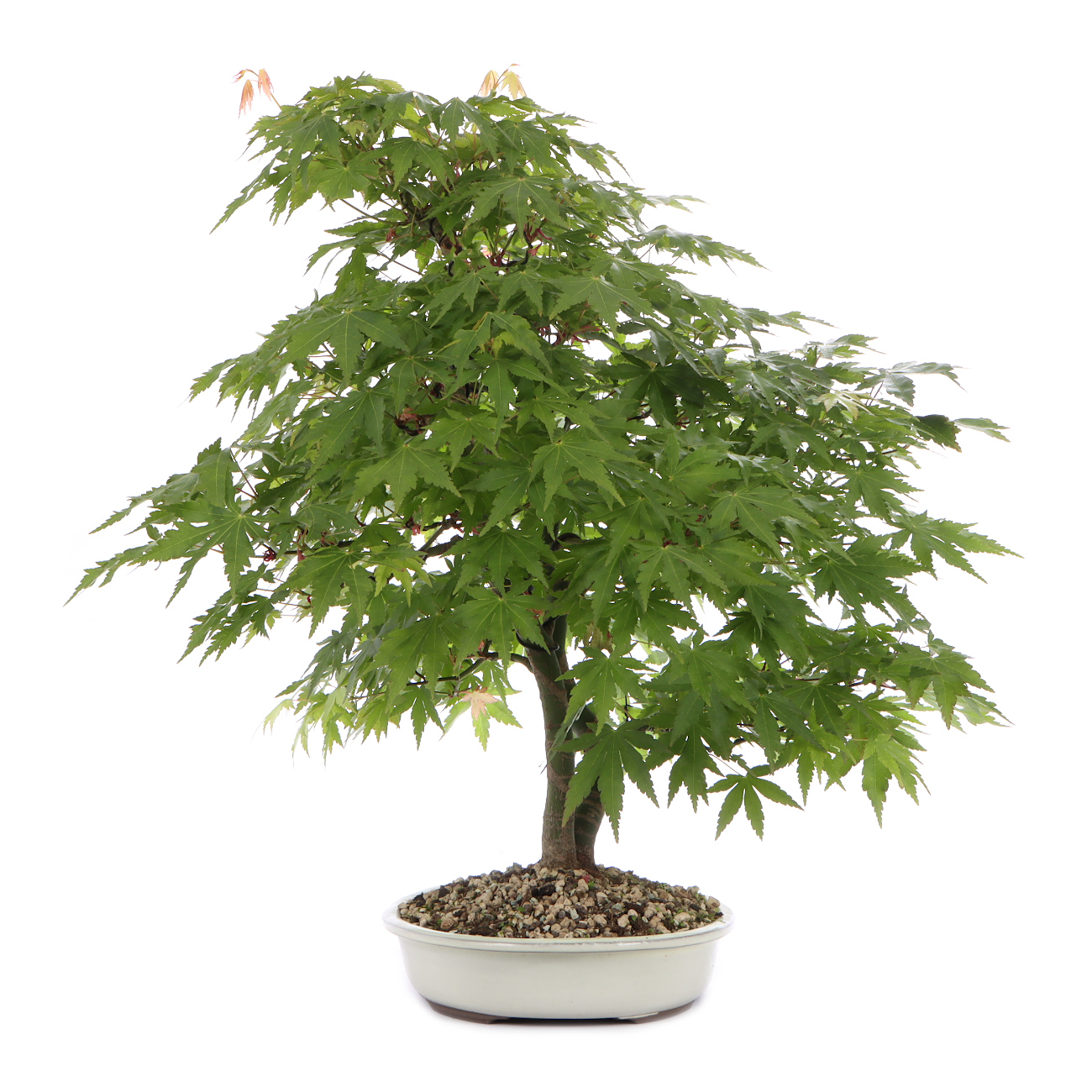 Seitenansicht rechts