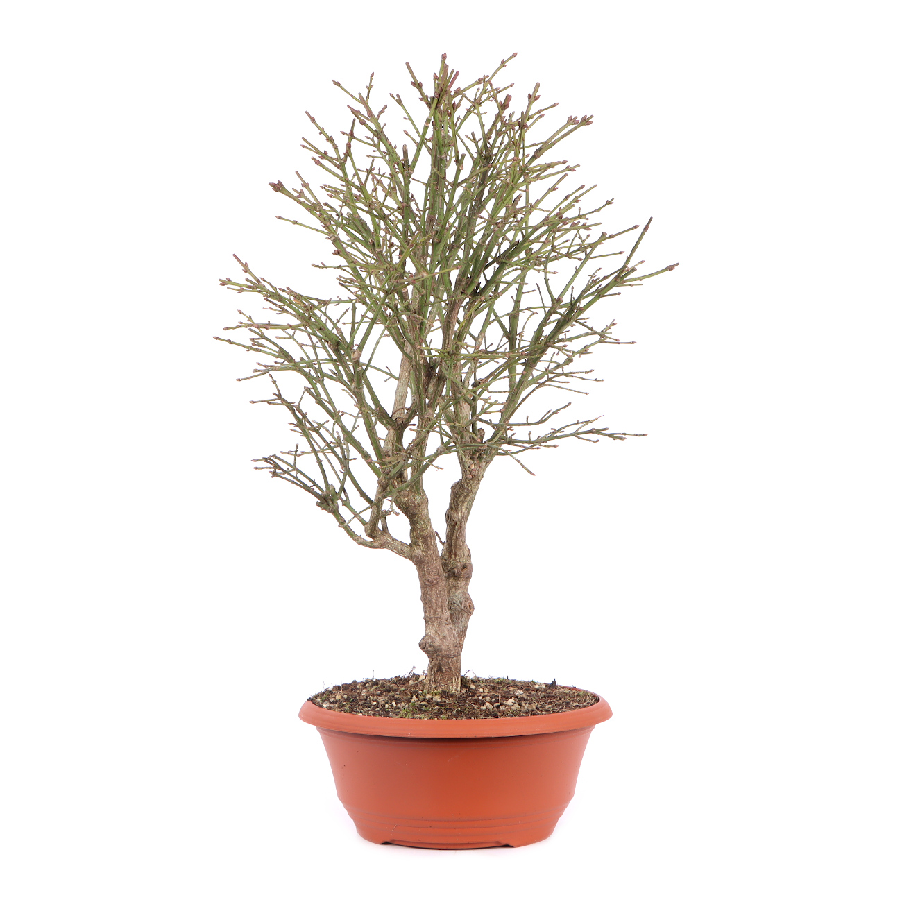 Seitenansicht rechts