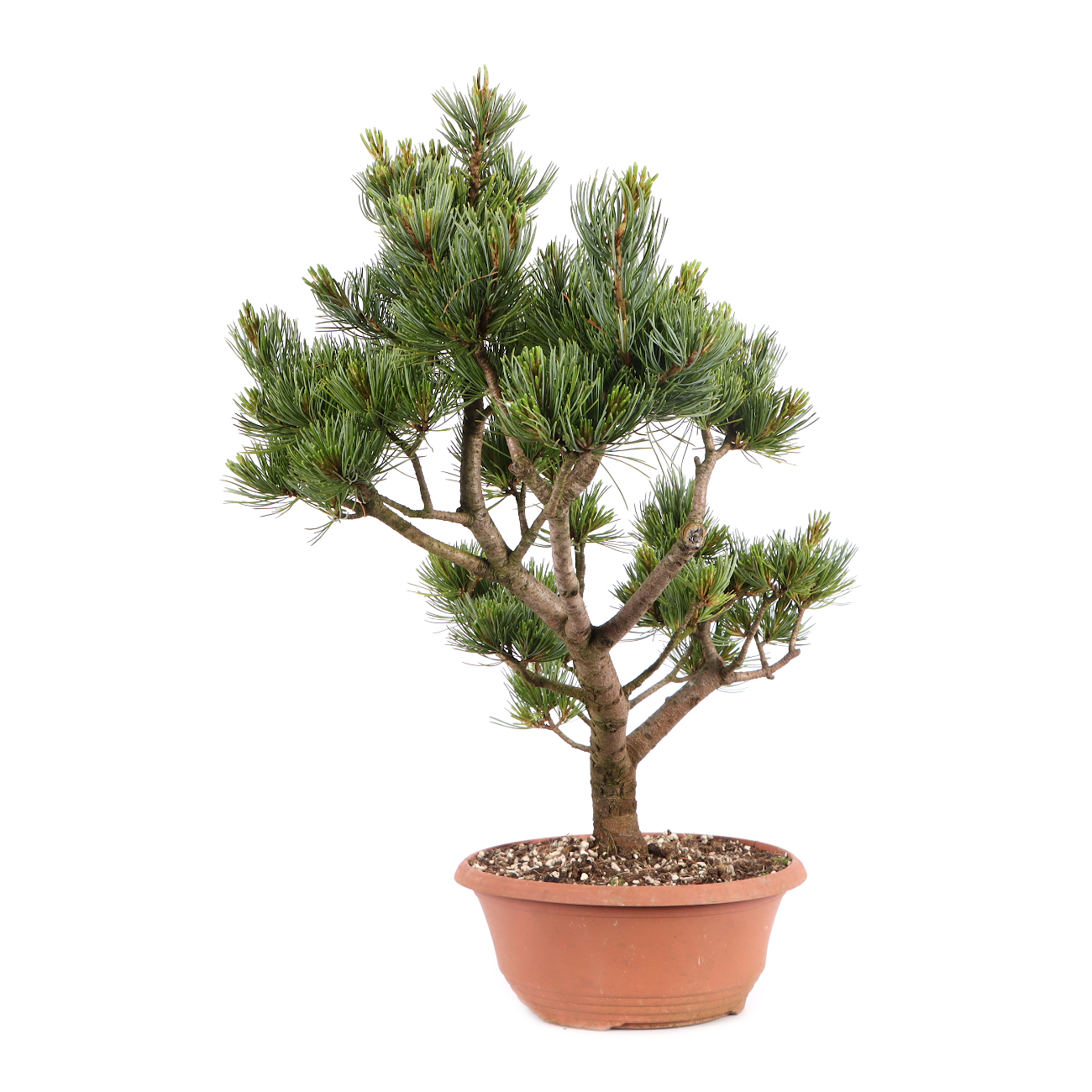 Pinus parviflora 'Glauca'