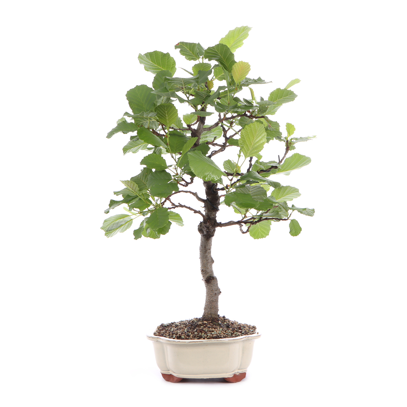 Seitenansicht rechts