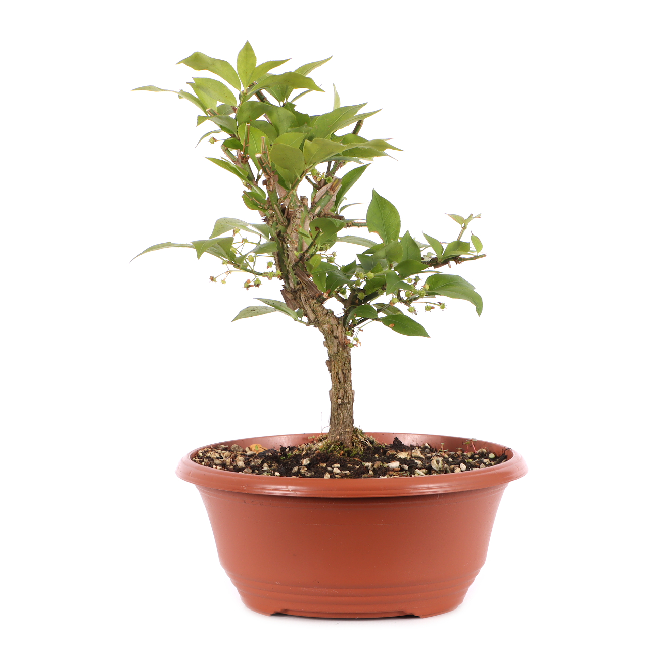 Euonymus alatus