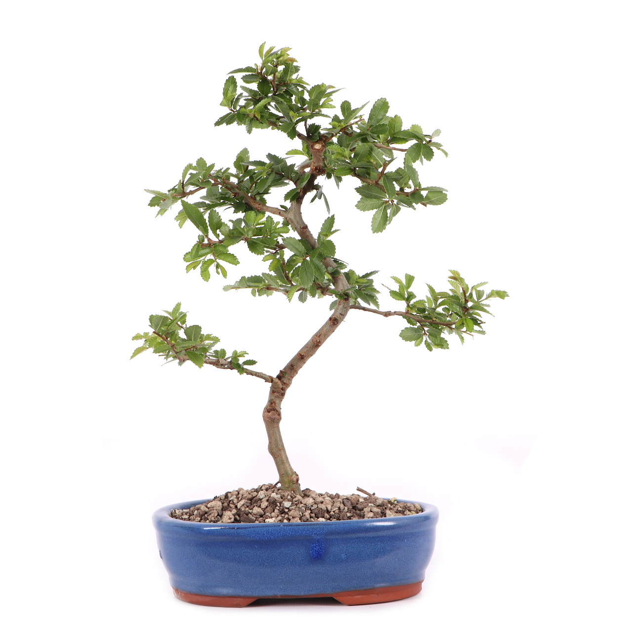 Ulmus japonica