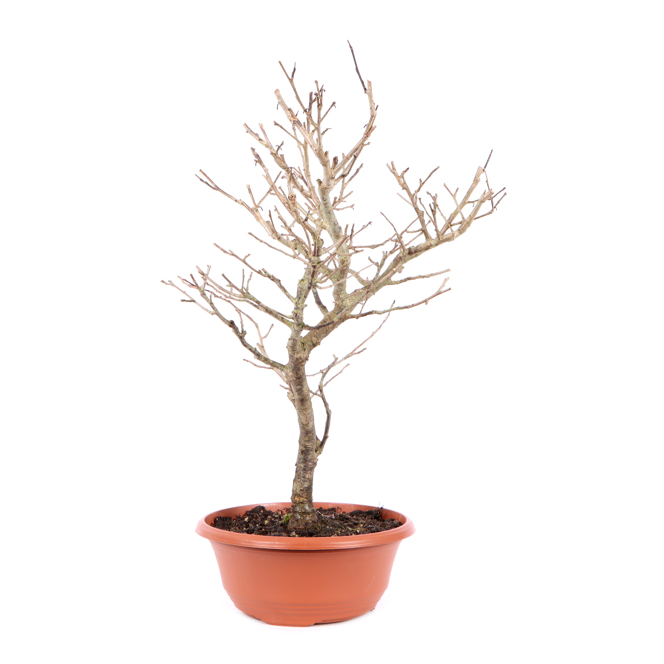 Seitenansicht rechts