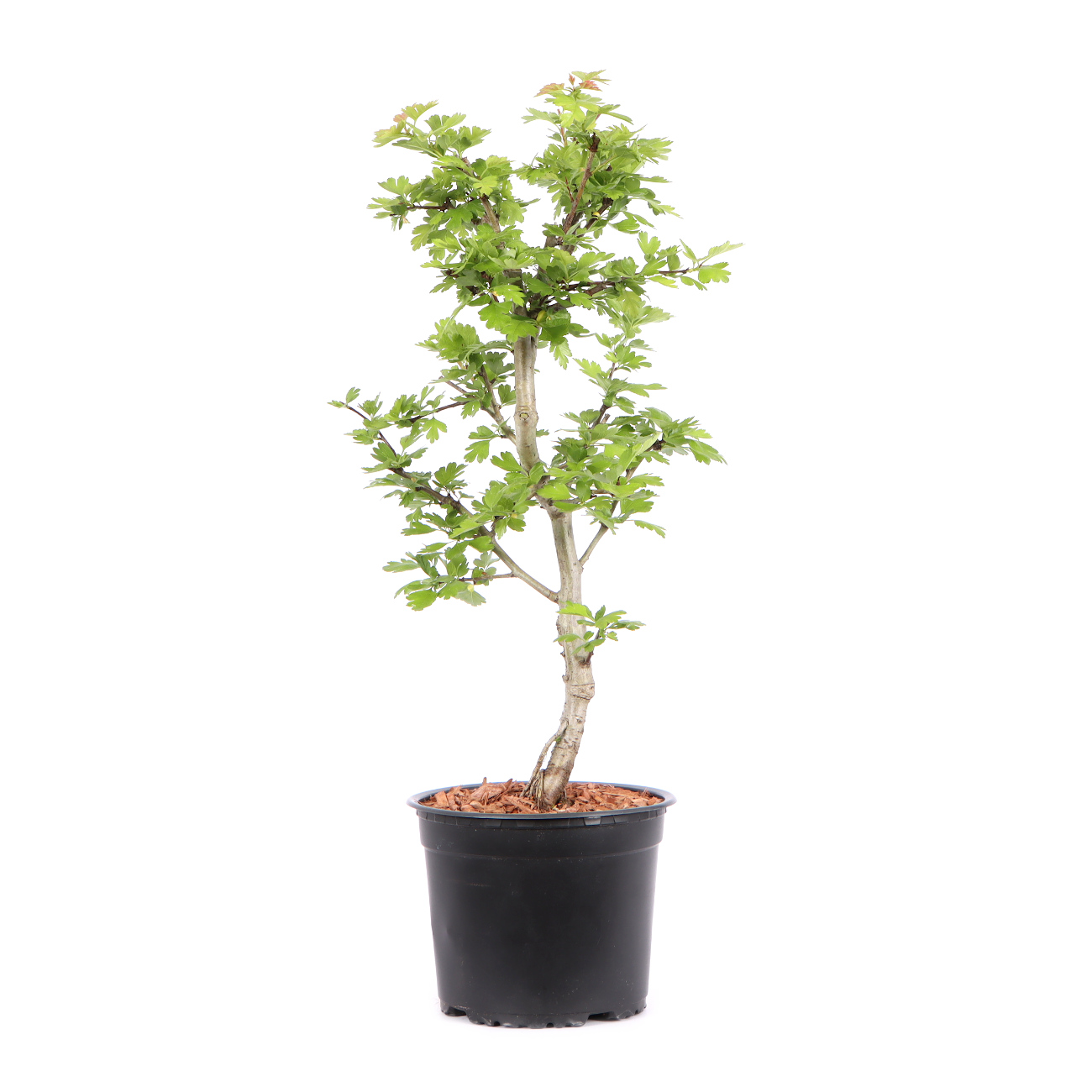 Seitenansicht rechts