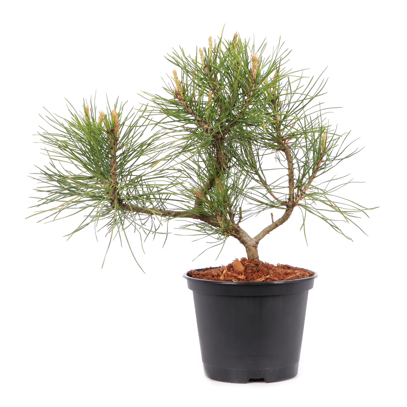 Pinus mugo subsp. uncinata