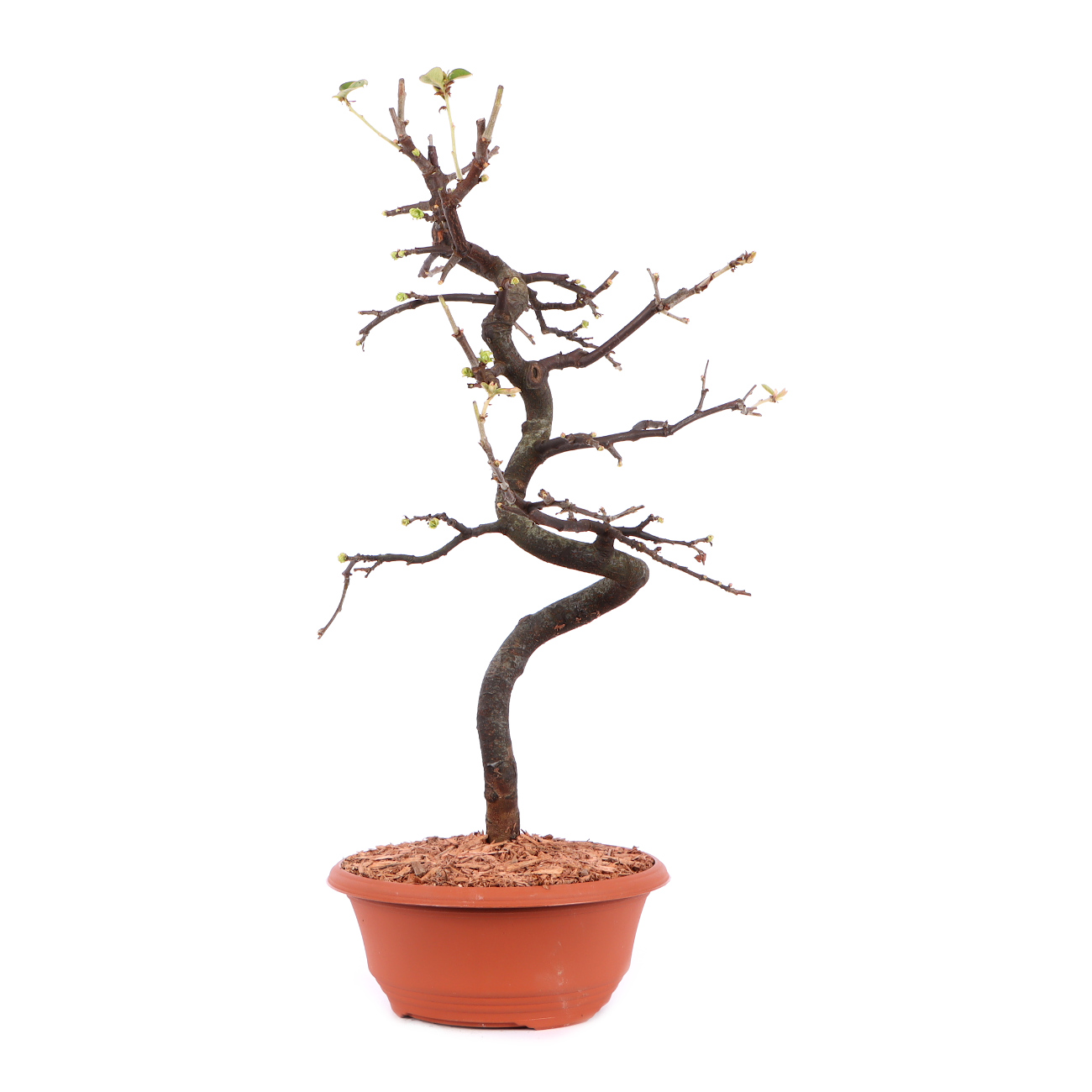 Seitenansicht rechts