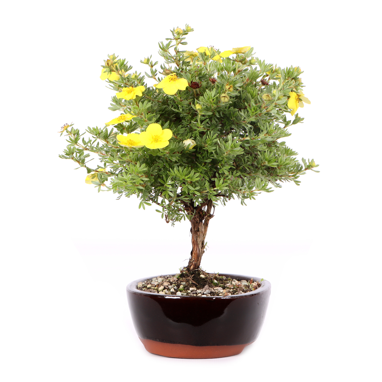 Potentilla fruticosa 'Kobold'