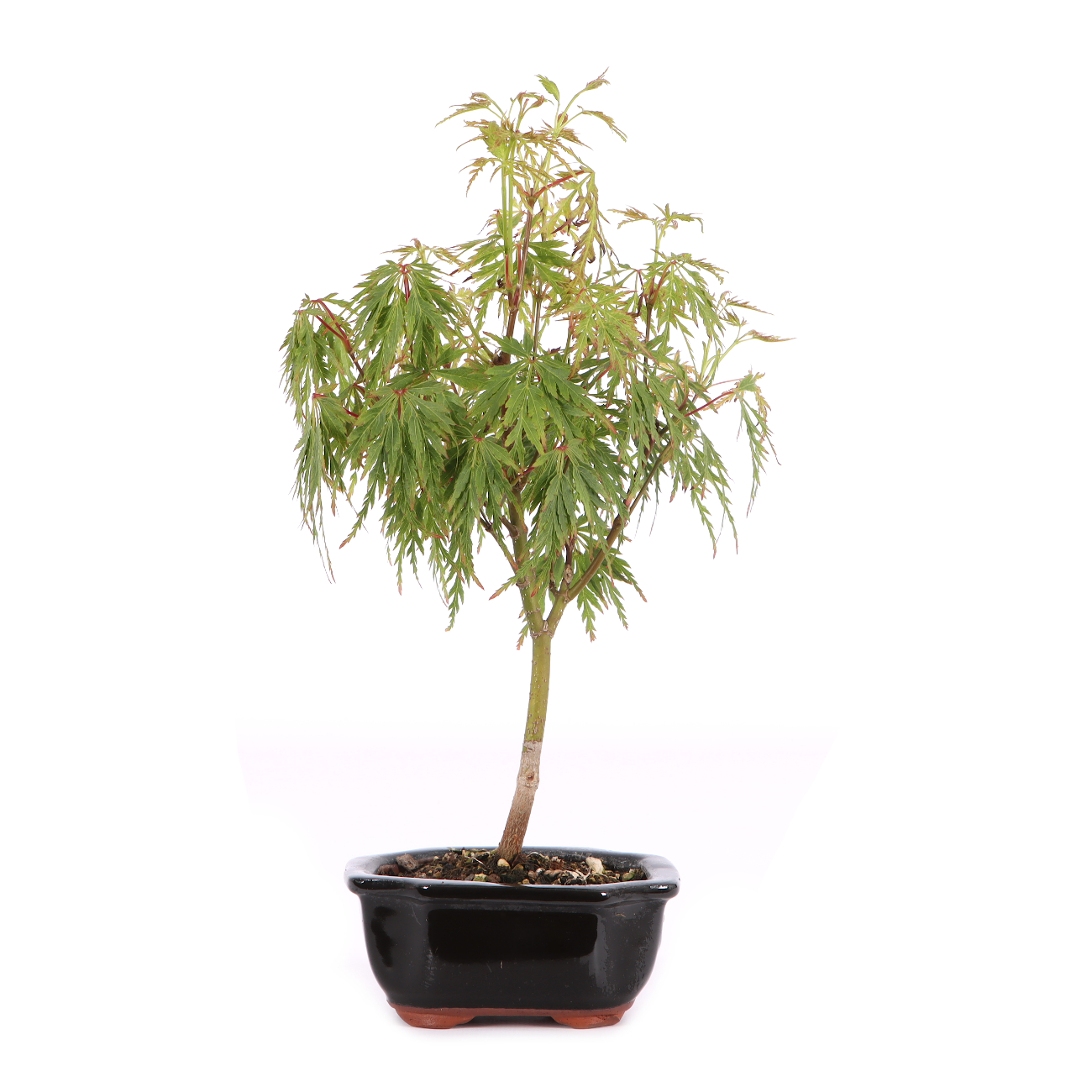 Acer palmatum 'Seiryu'