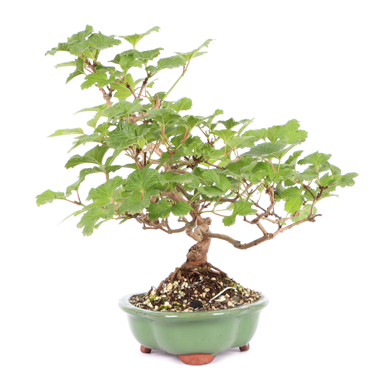 Seitenansicht rechts