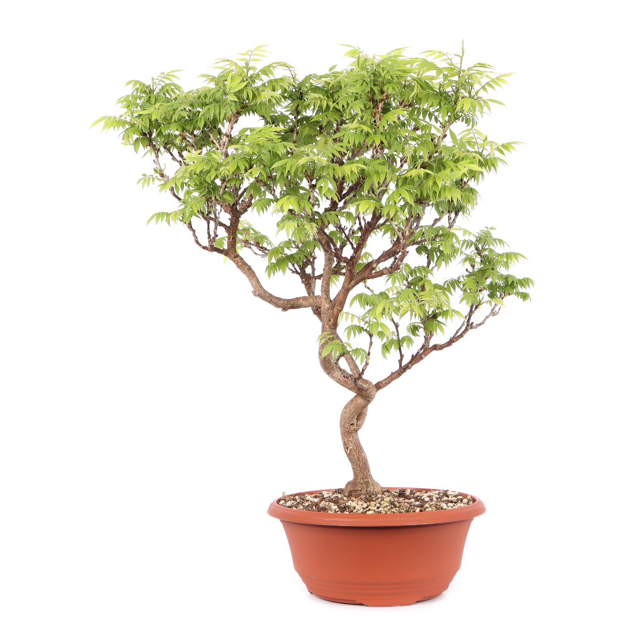 Millettia japonica 'Hime Fuji'