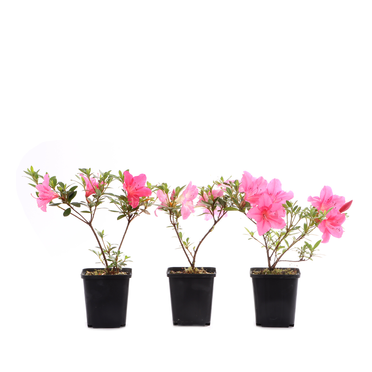 Rhododendron indicum 'Juko'