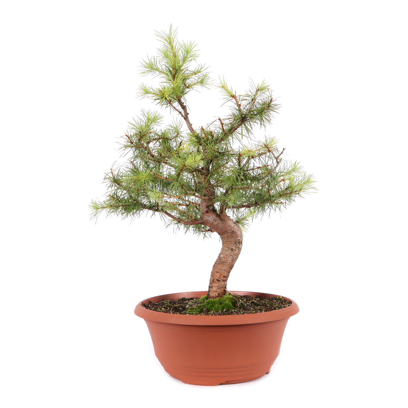 Larix kaempferi