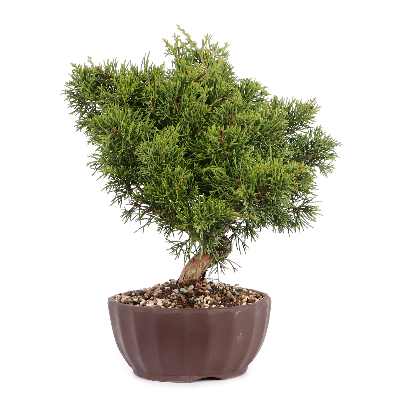 Seitenansicht rechts