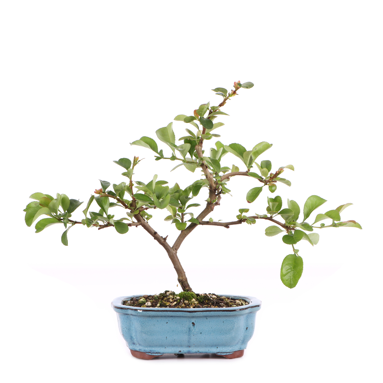 Chaenomeles x superba 'Pink Trail'