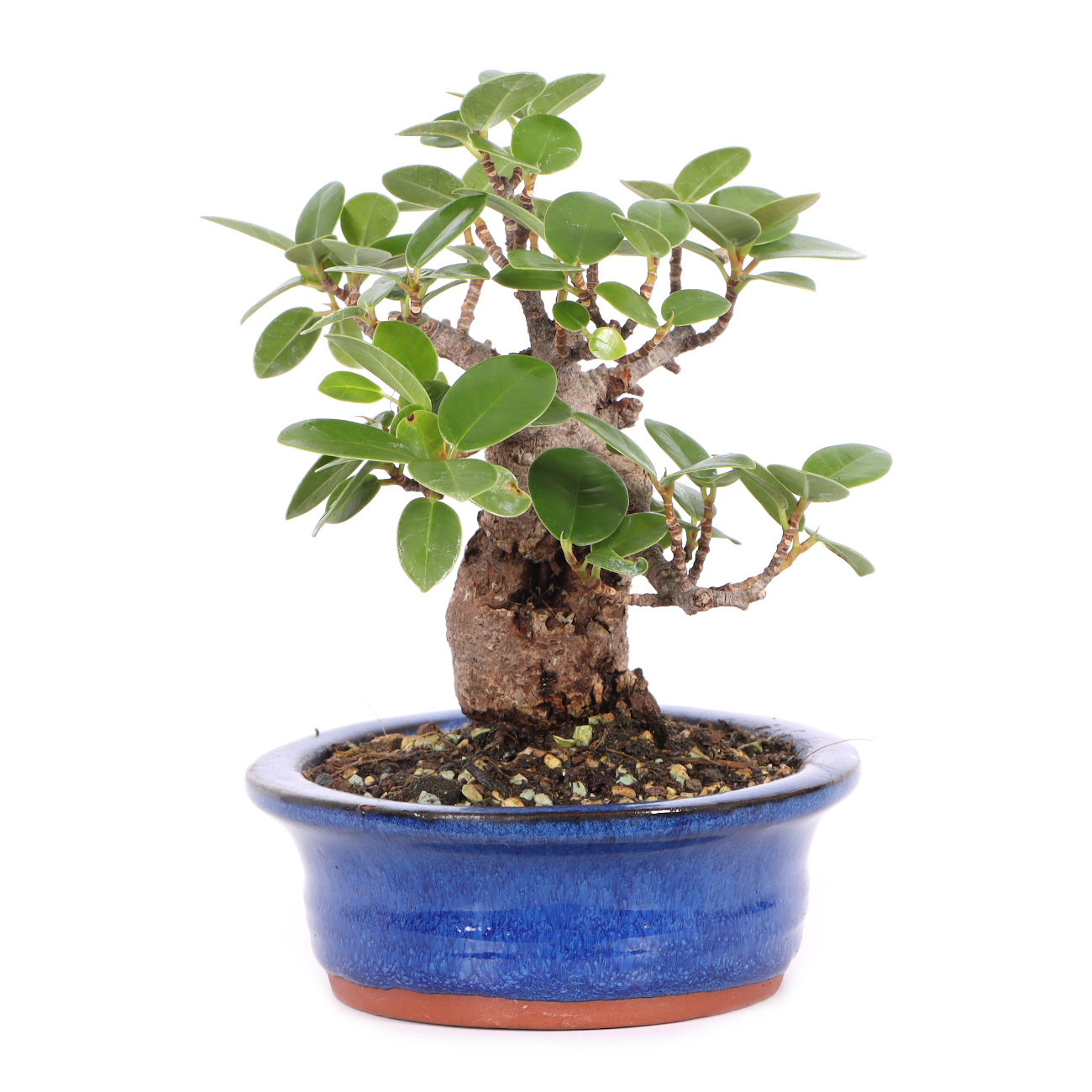 Ficus microcarpa 'Shiny'