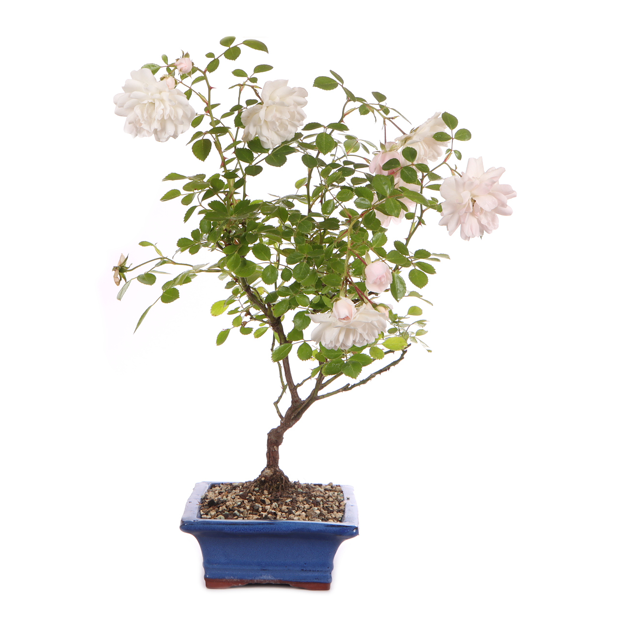 Seitenansicht rechts