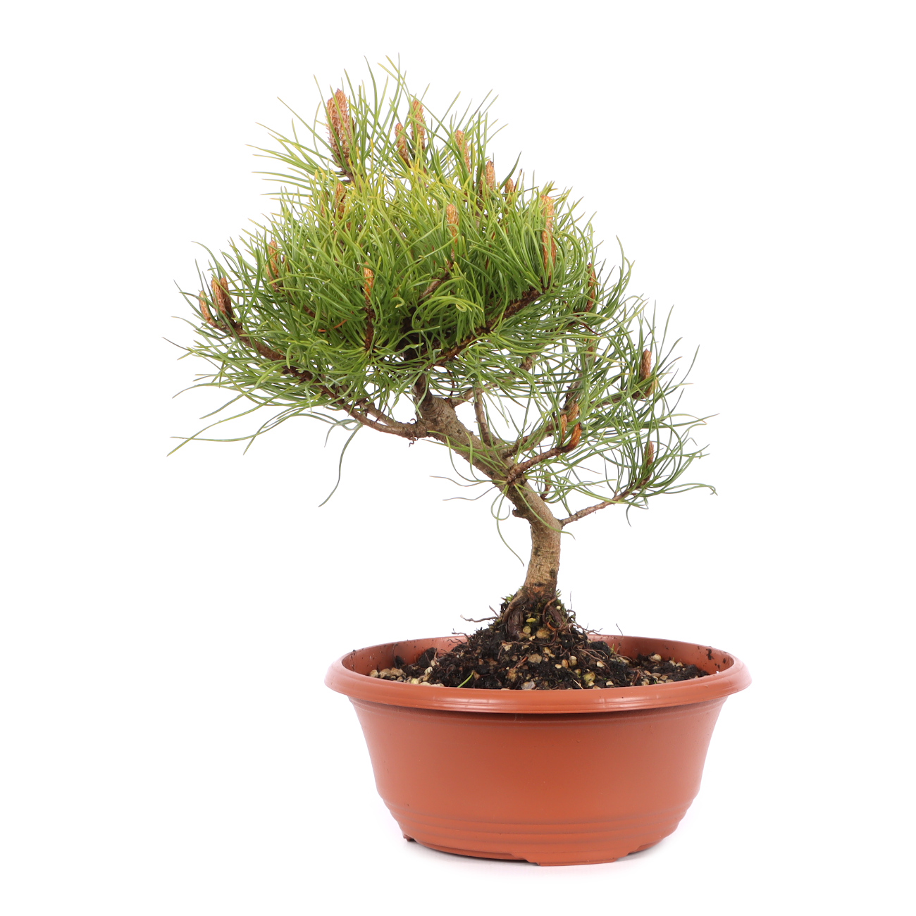 Pinus mugo subsp. uncinata