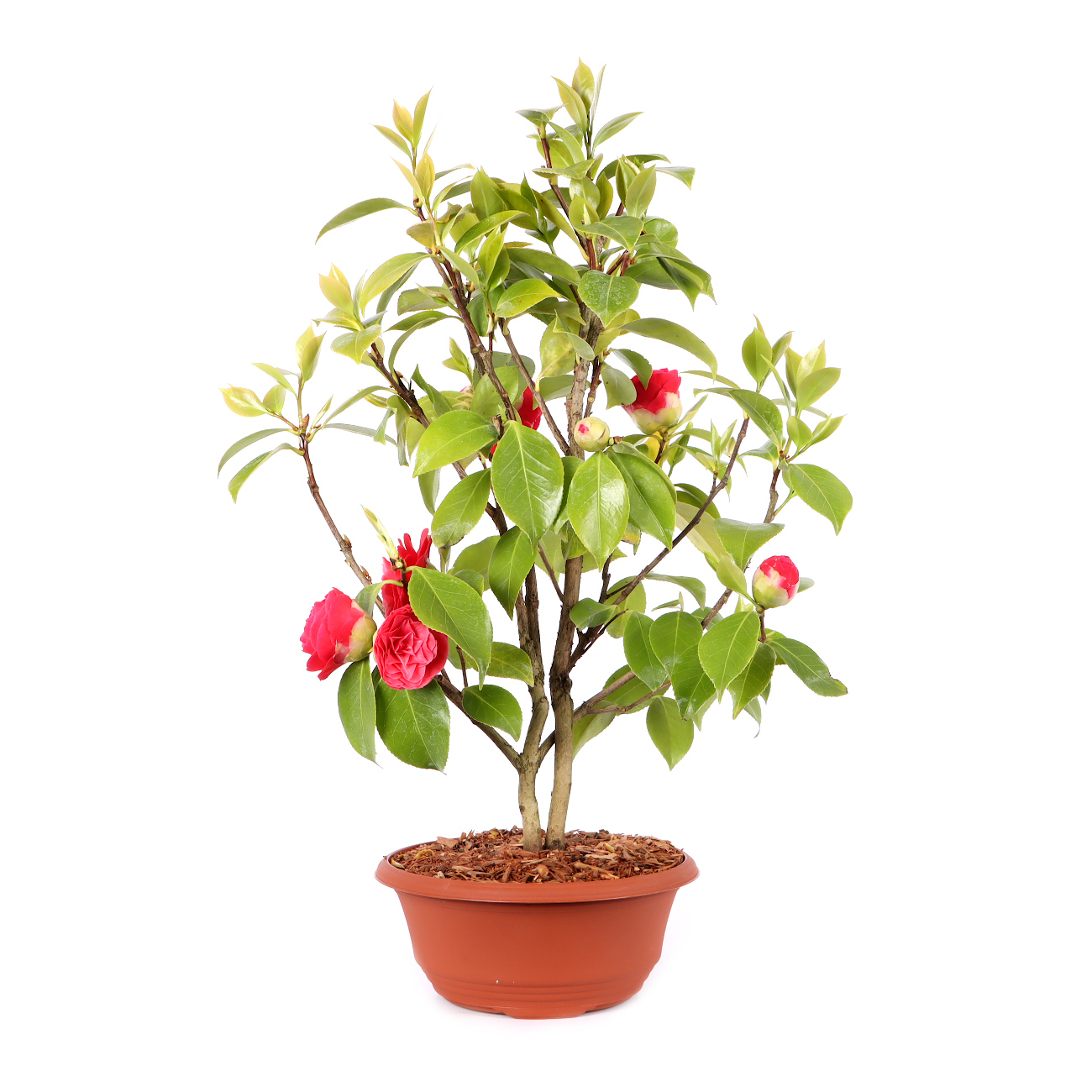 Camellia japonica 'Bonomiana'