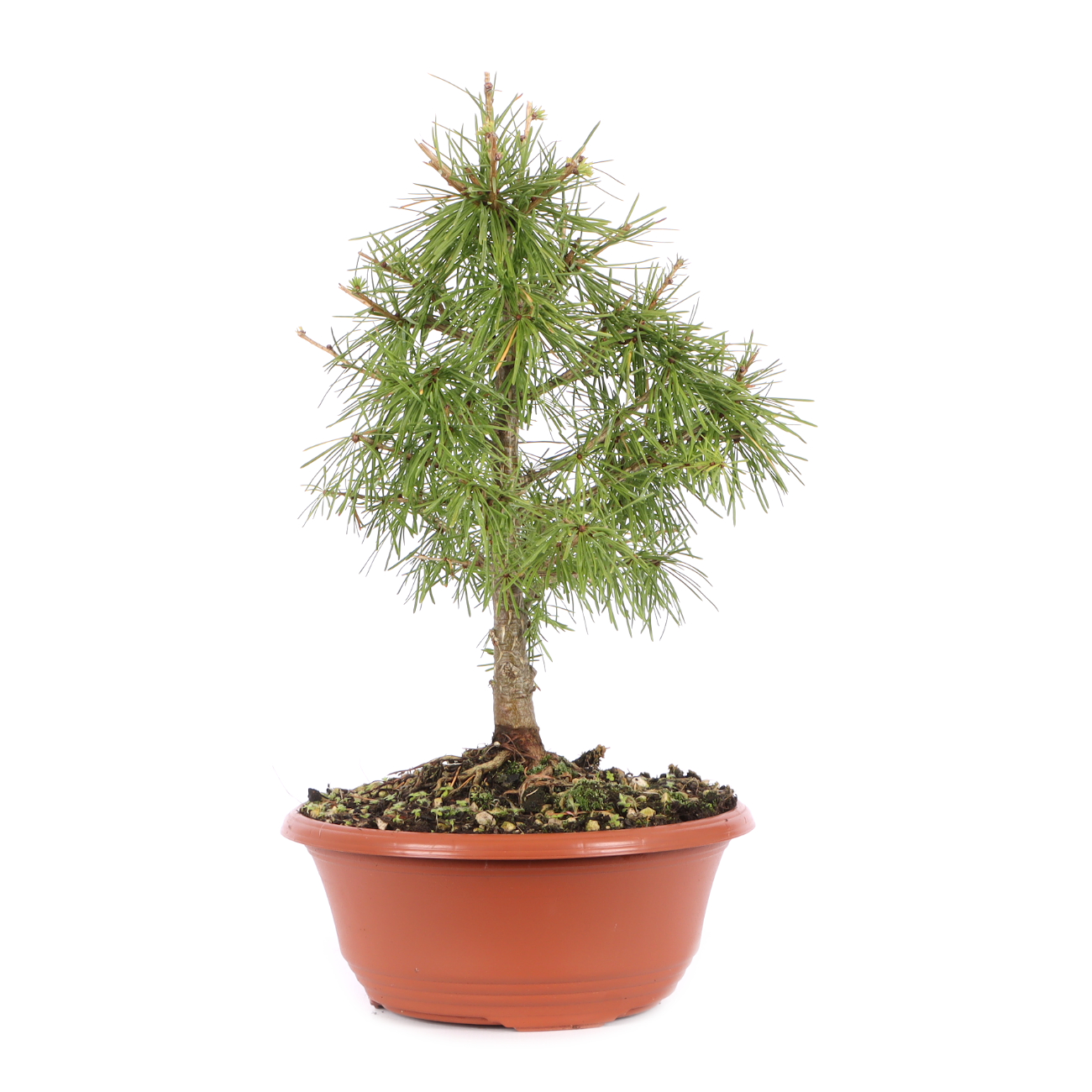 Larix decidua