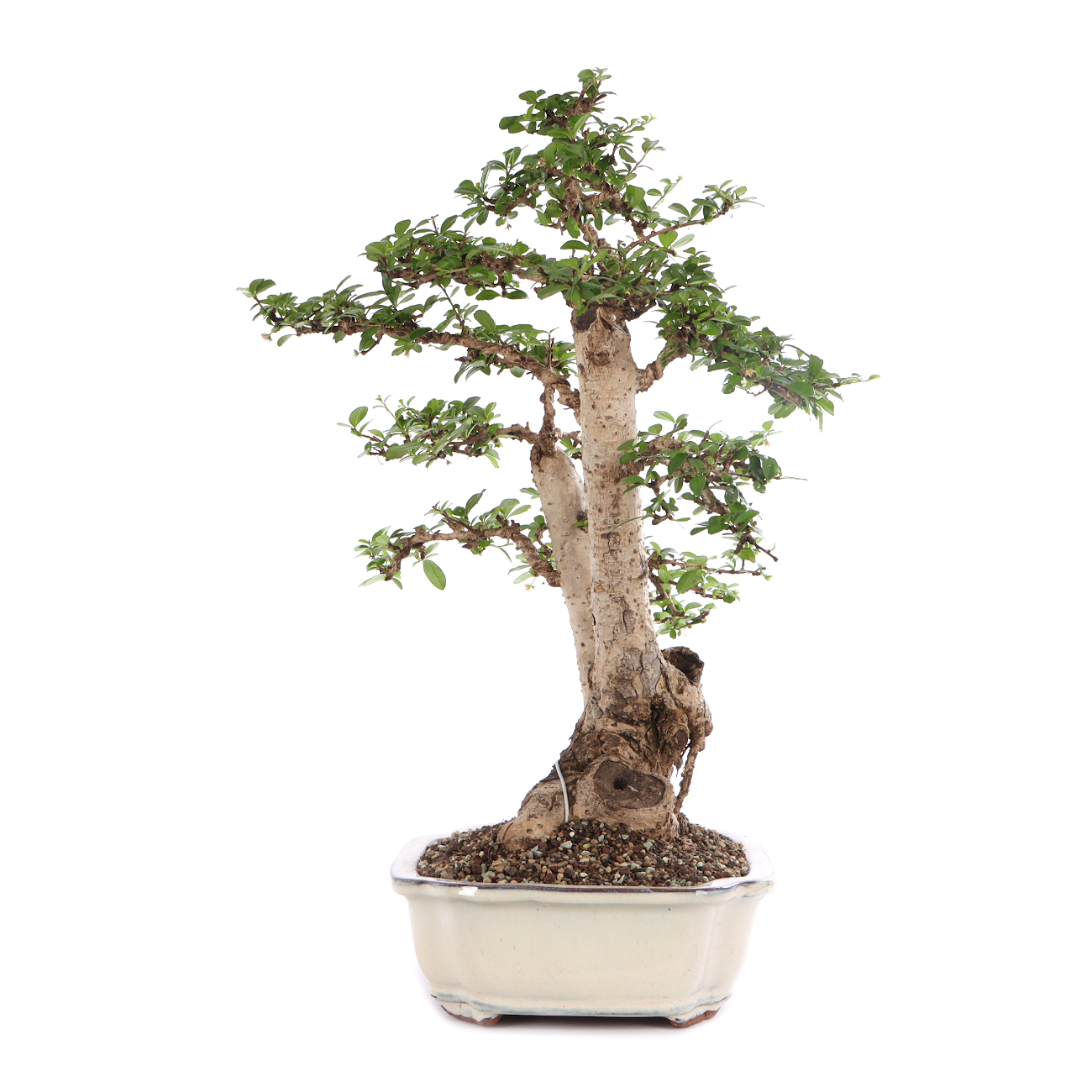 Carmona microphylla