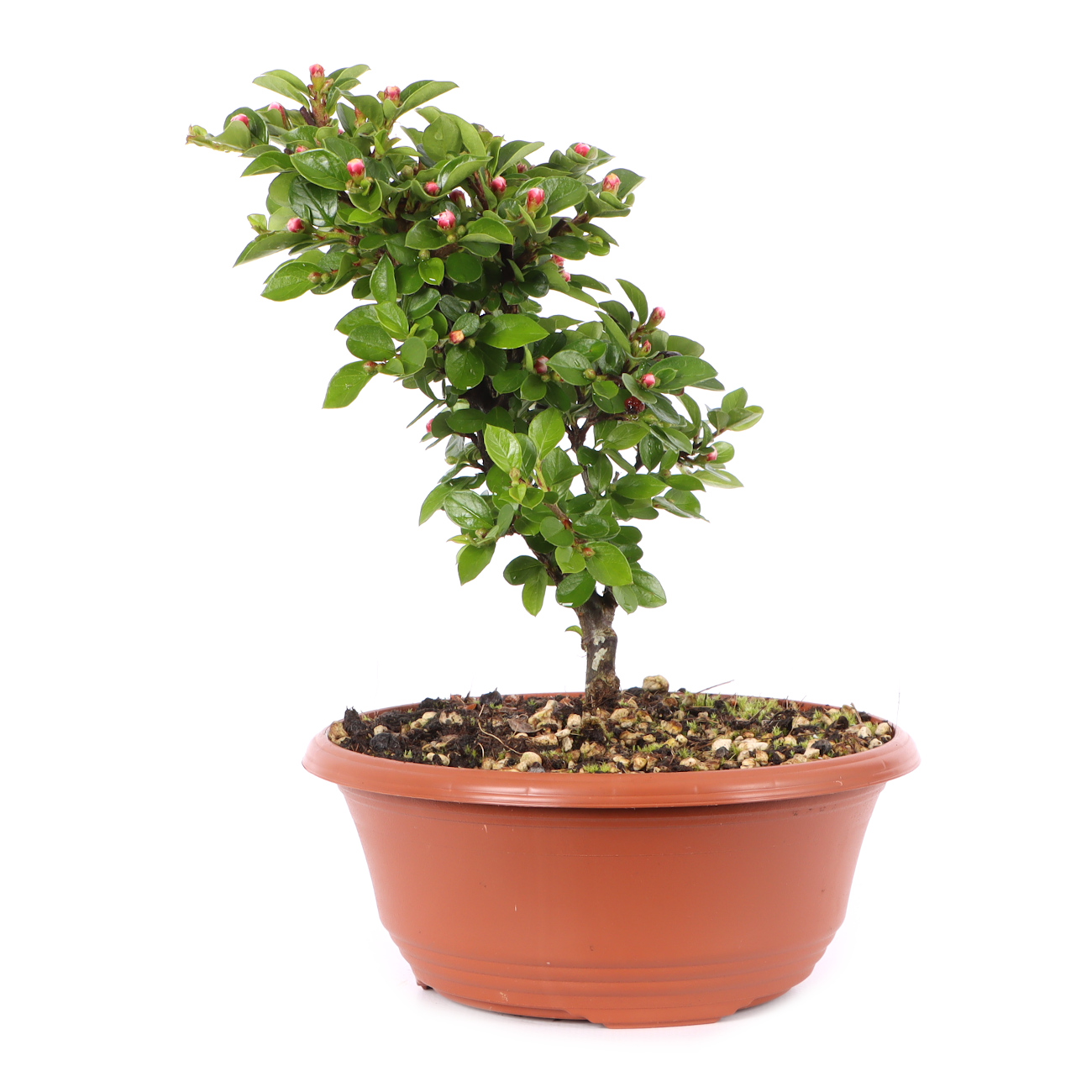 Cotoneaster praecox