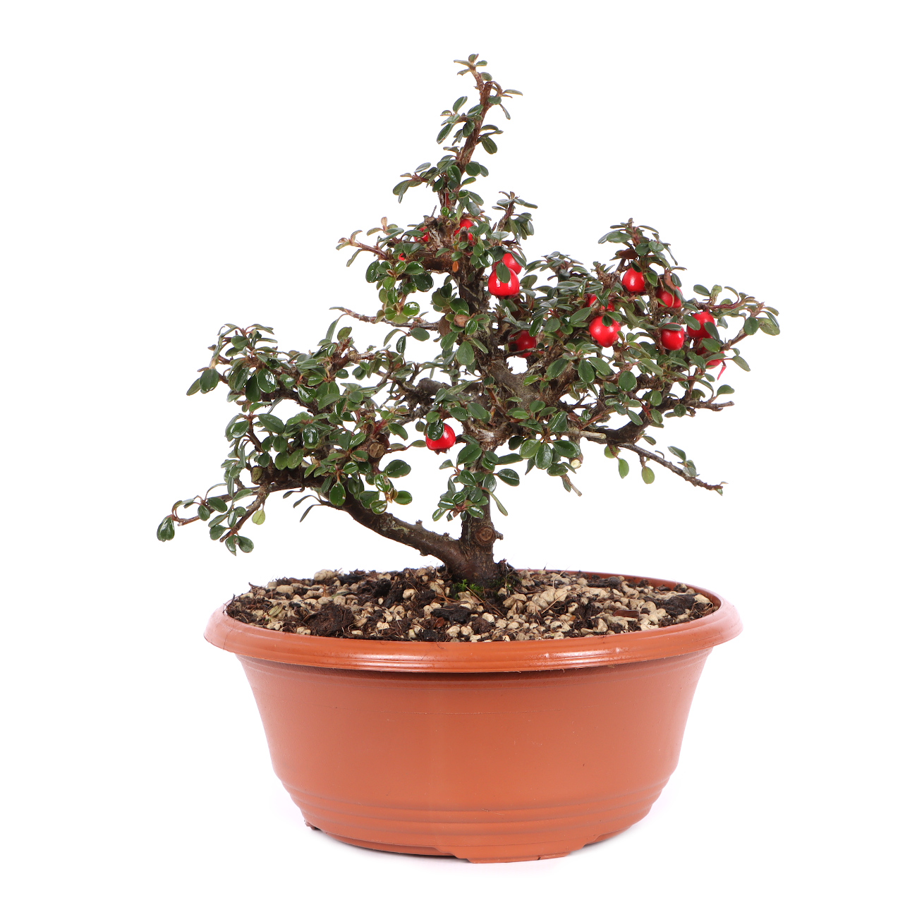 Cotoneaster microphyllus 'Cochleatus'