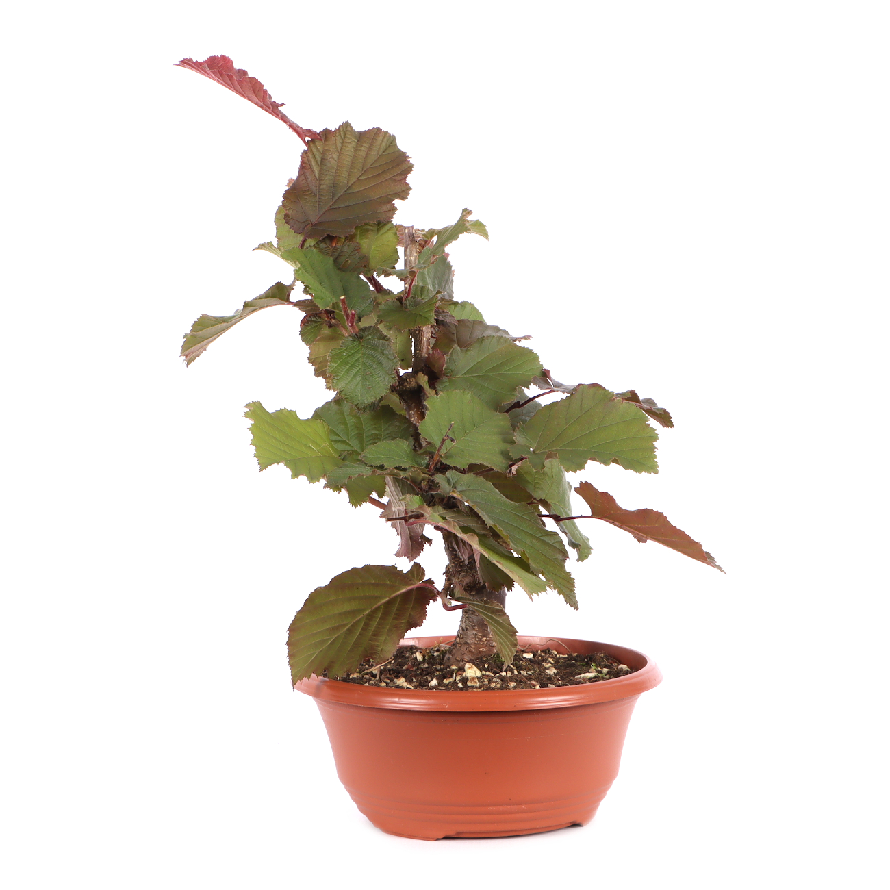 Corylus avellana 'Rotblättrige Zellernuss'