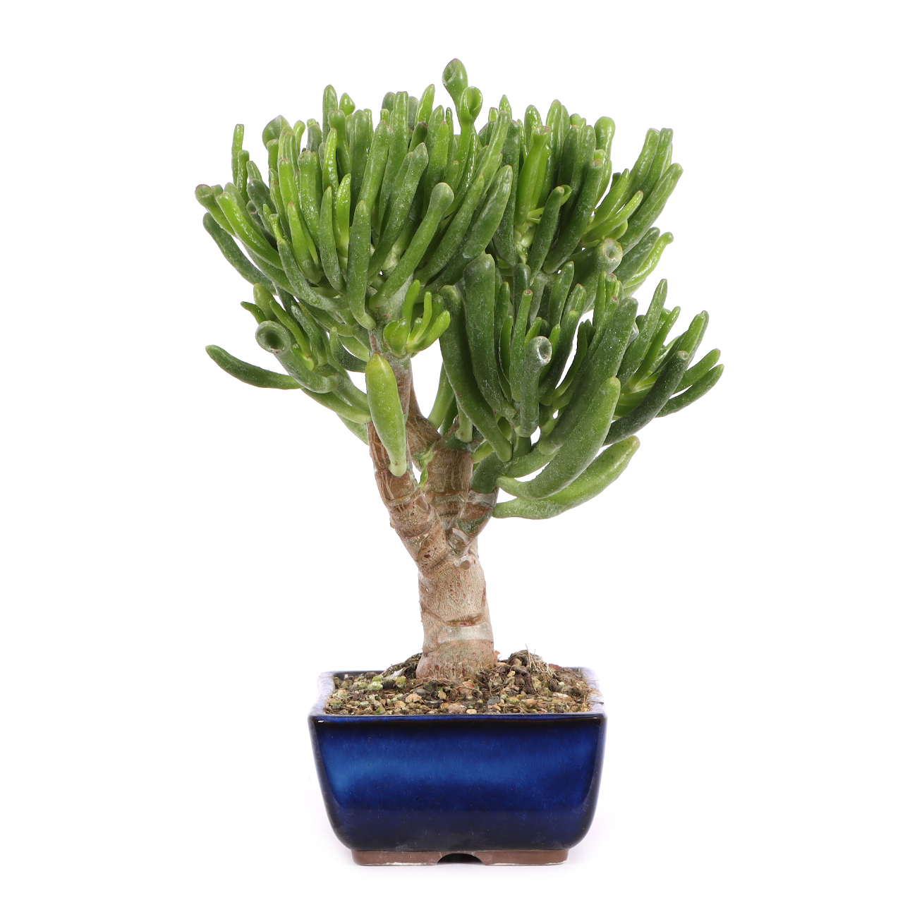 Seitenansicht rechts