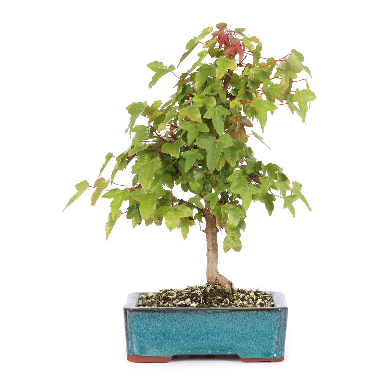 Acer buergerianum
