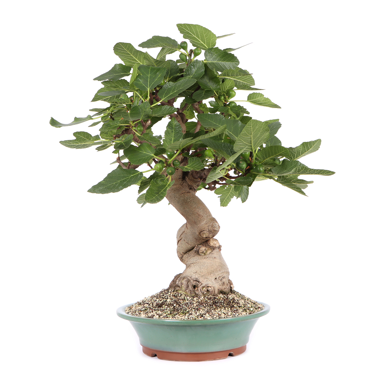 Seitenansicht rechts