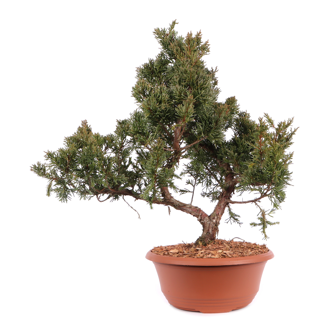 Juniperus chinensis 'Blaauw'