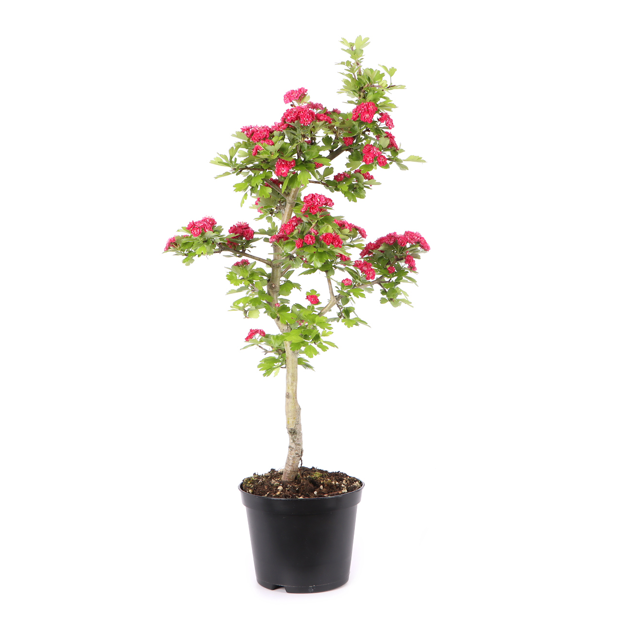 Crataegus laevigata 'Paul's Scarlet'