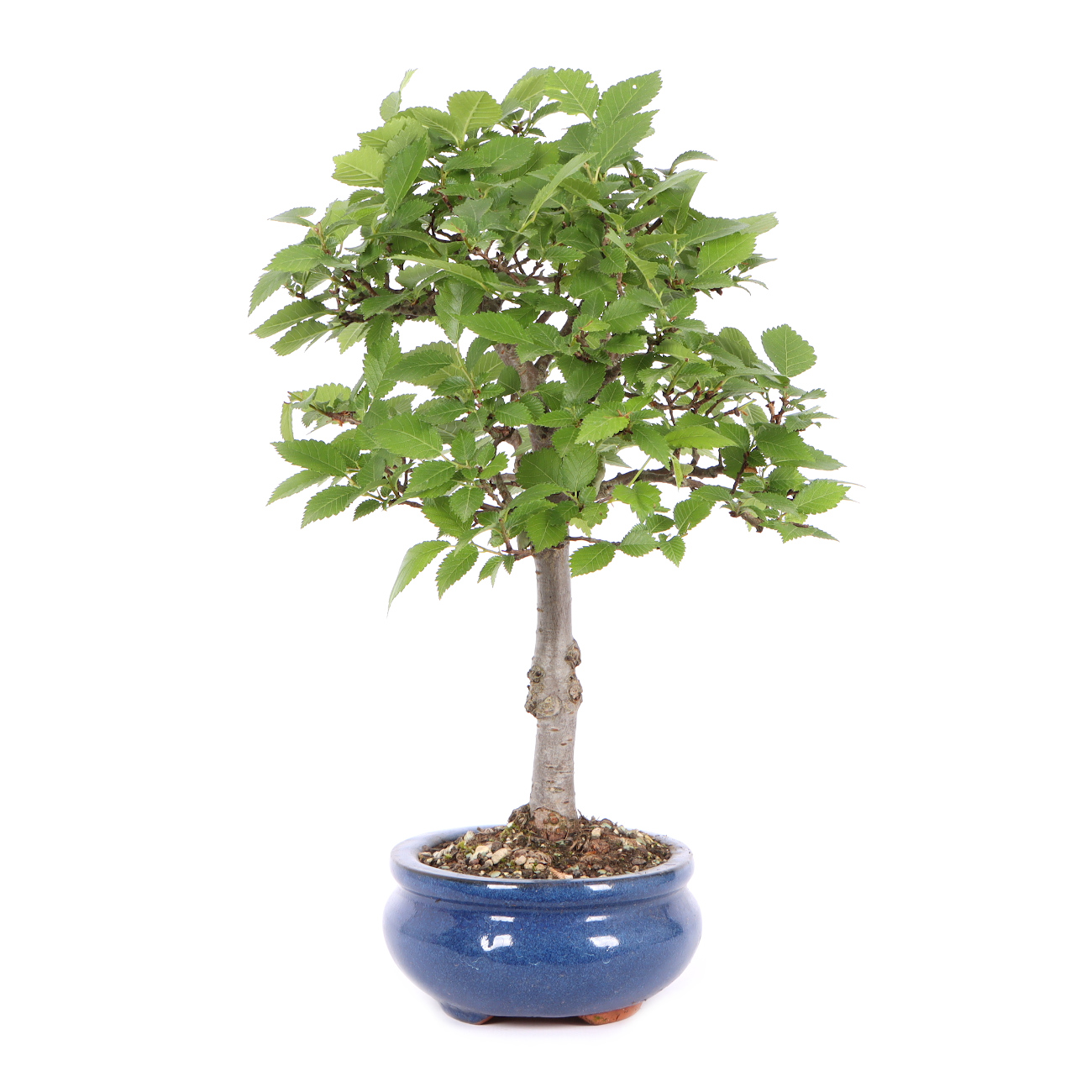 Seitenansicht rechts